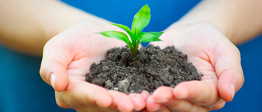 Zwei offene Hände übergeben ein zartes Pflänzchen in etwas Erde